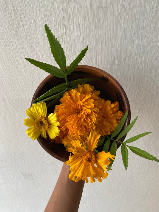 Cempasúchil (Tagetes erecta)
