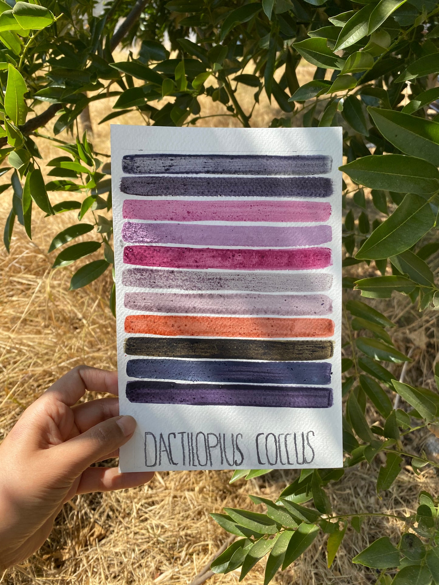 Tintas botánicas