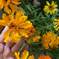 Cempasúchil (Tagetes erecta)