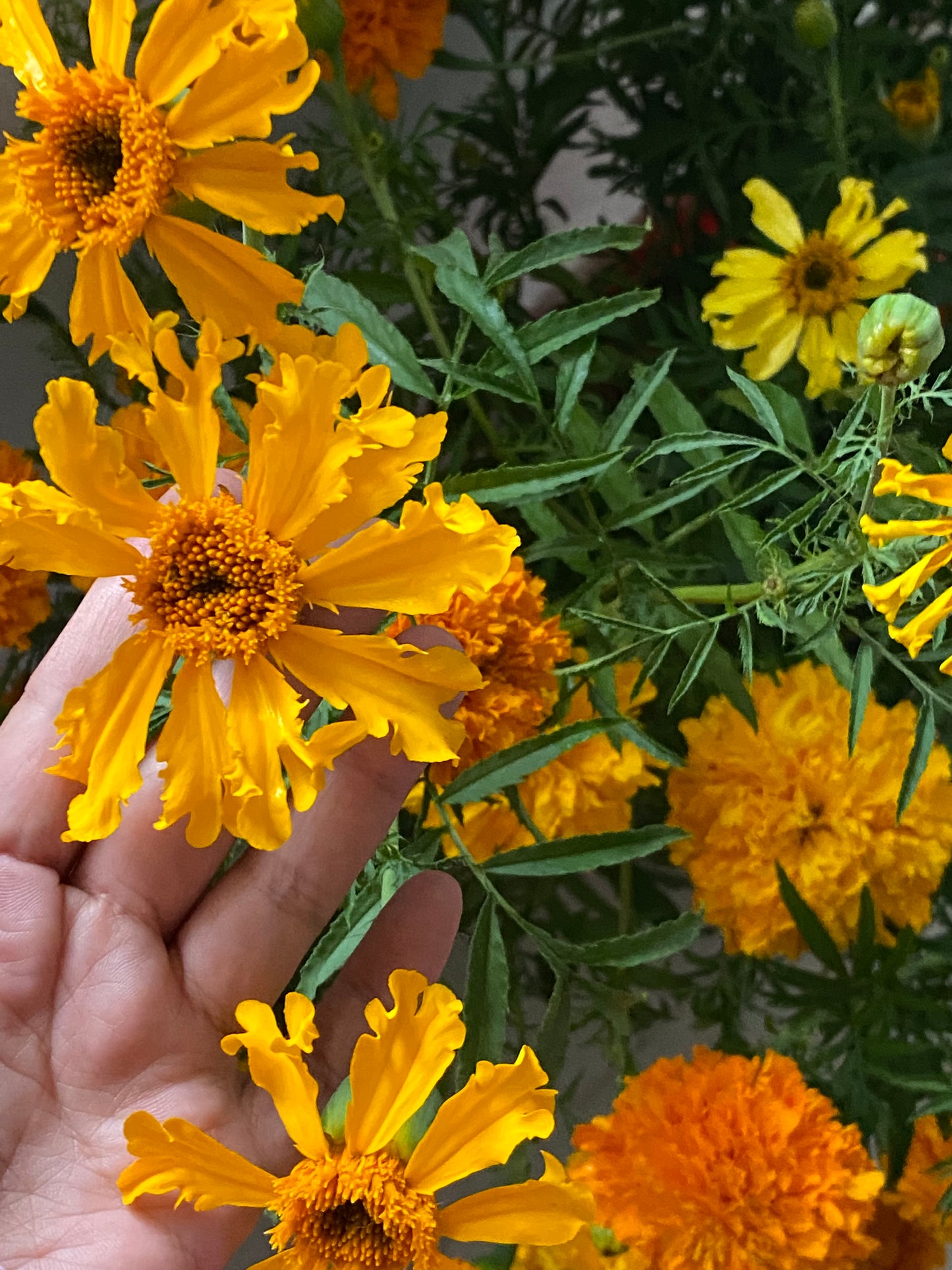 Cempasúchil (Tagetes erecta)