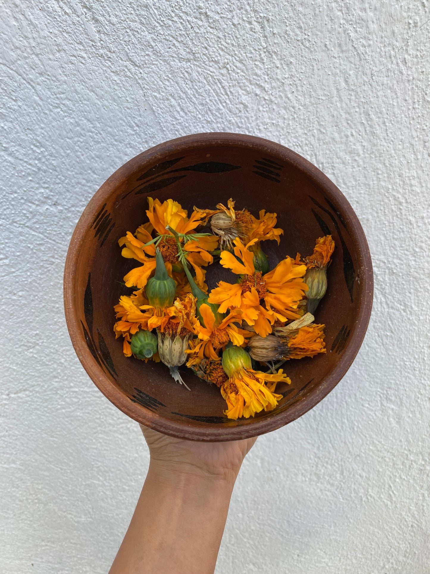 Cempasúchil (Tagetes erecta)