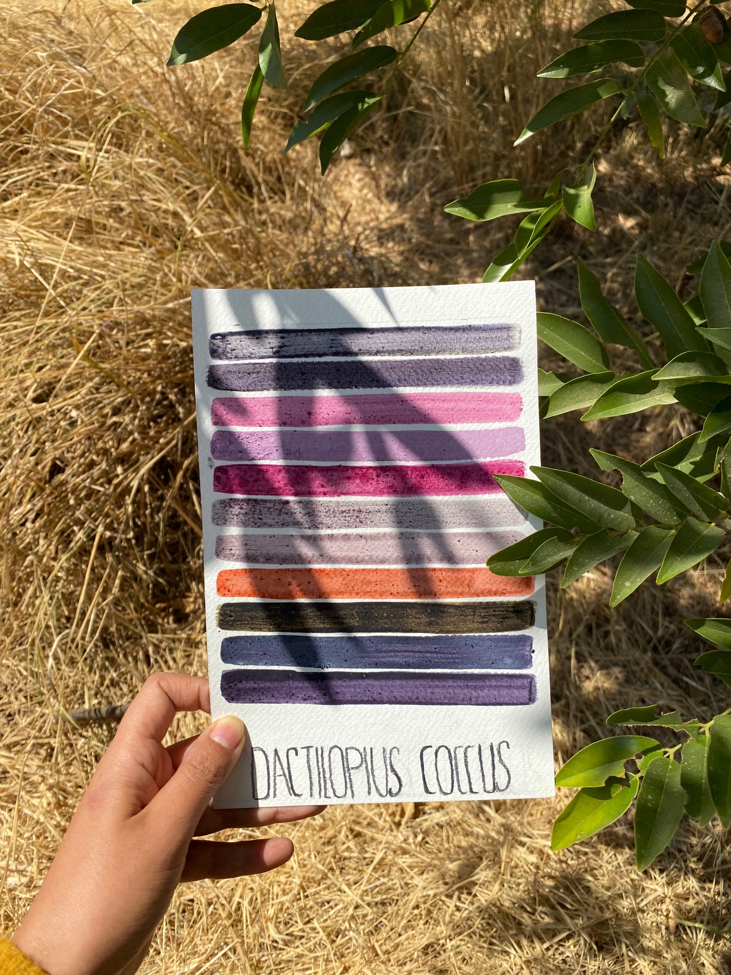 Tintas botánicas