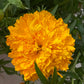 Cempasúchil (Tagetes erecta)