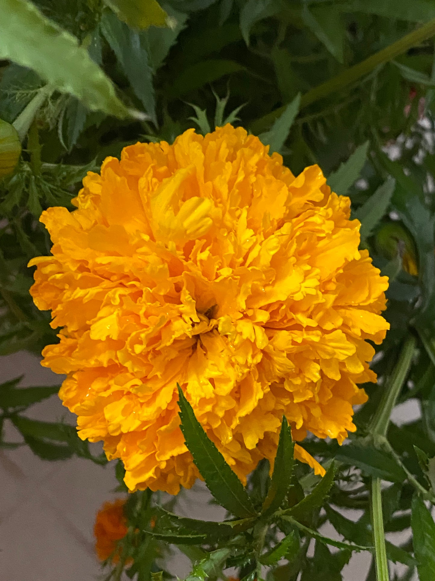 Cempasúchil (Tagetes erecta)