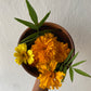 Cempasúchil (Tagetes erecta)
