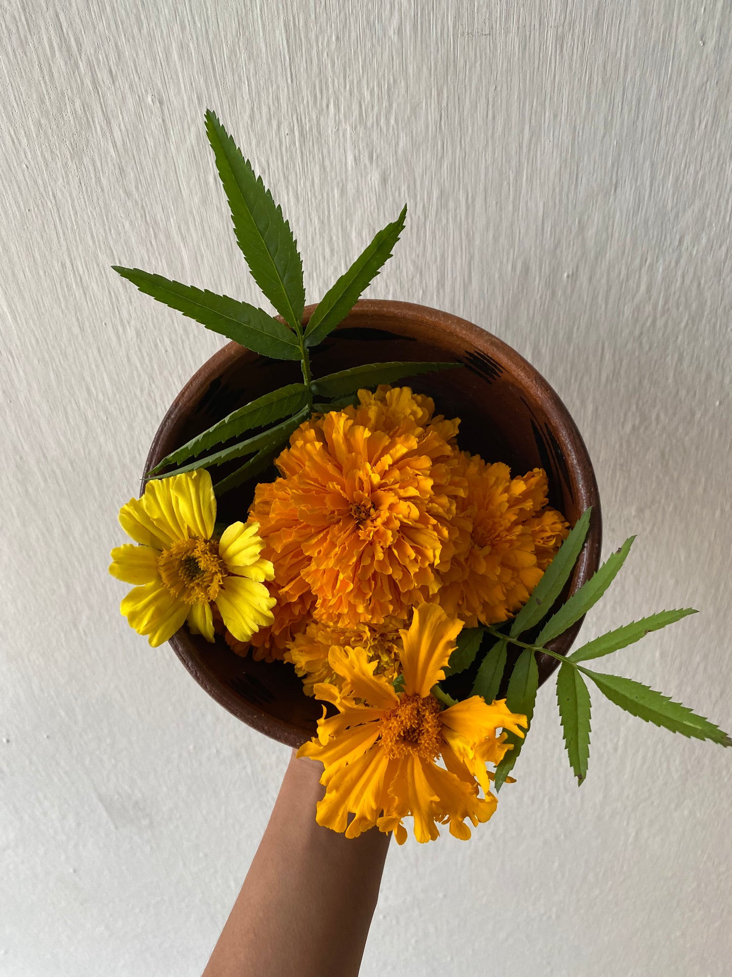 Cempasúchil (Tagetes erecta)