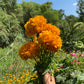 Cempasúchil (Tagetes erecta)