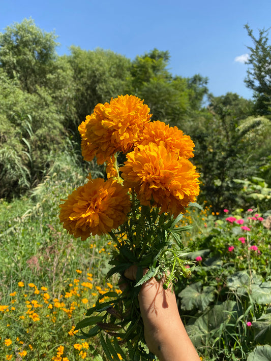 Cempasúchil (Tagetes erecta)