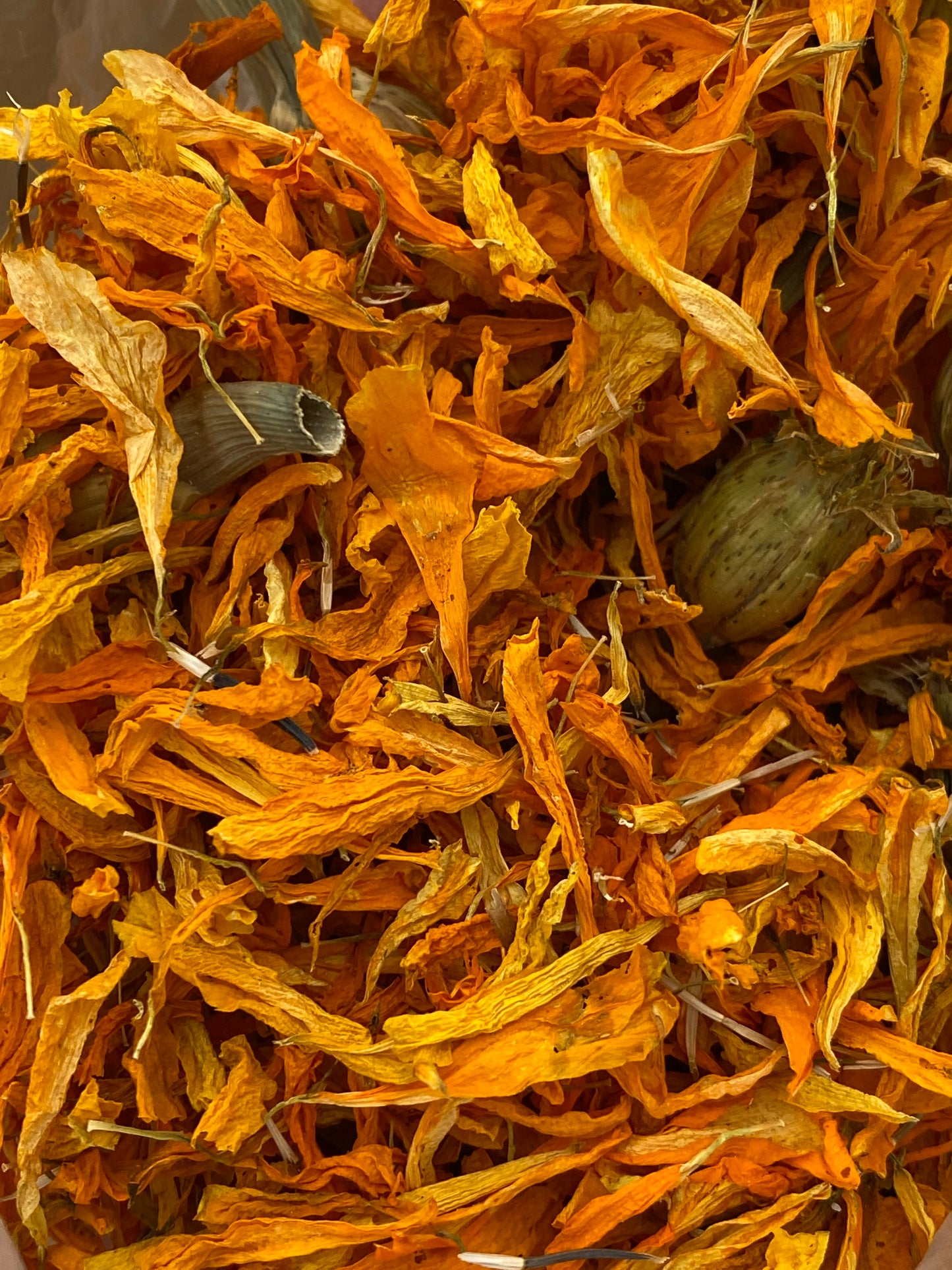 Cempasúchil (Tagetes erecta)