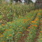 Cempasúchil (Tagetes erecta)